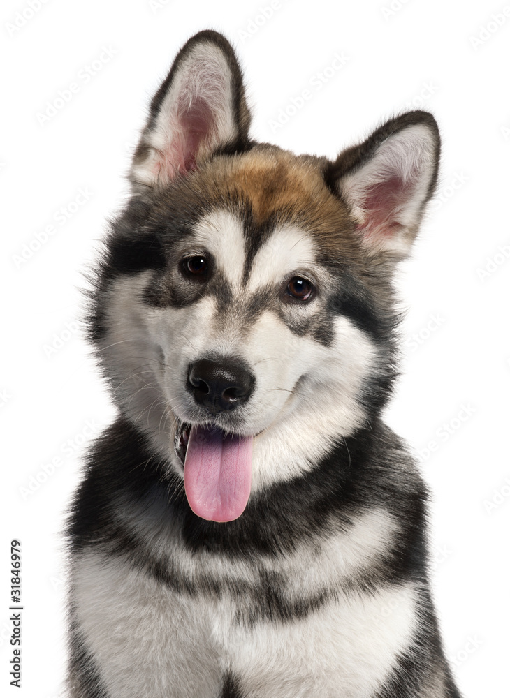 Close-up of Alaskan Malamute puppy, 5 months old,