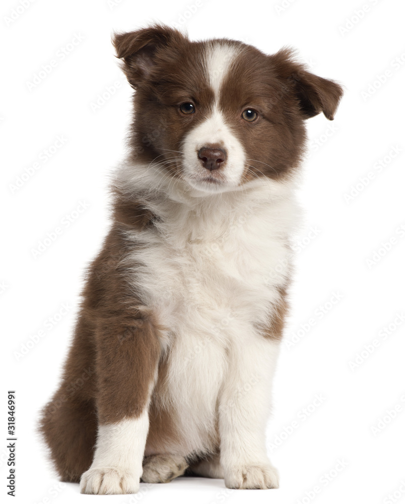 Border Collie puppy, 8 weeks old,