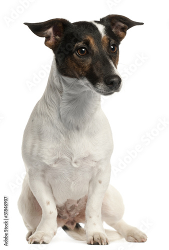 Jack Russell Terrier, 1 and a half years old, © Eric Isselée