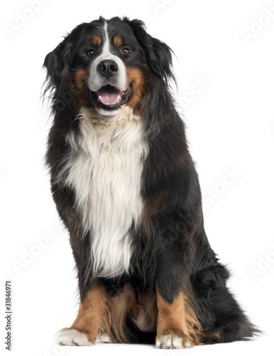 Bernese Mountain Dog, 6 years old, photo