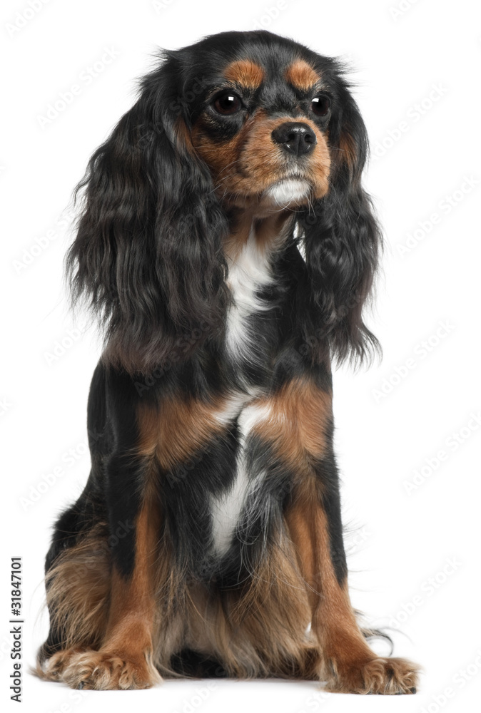 Cavalier King Charles Spaniel, 11 months old,