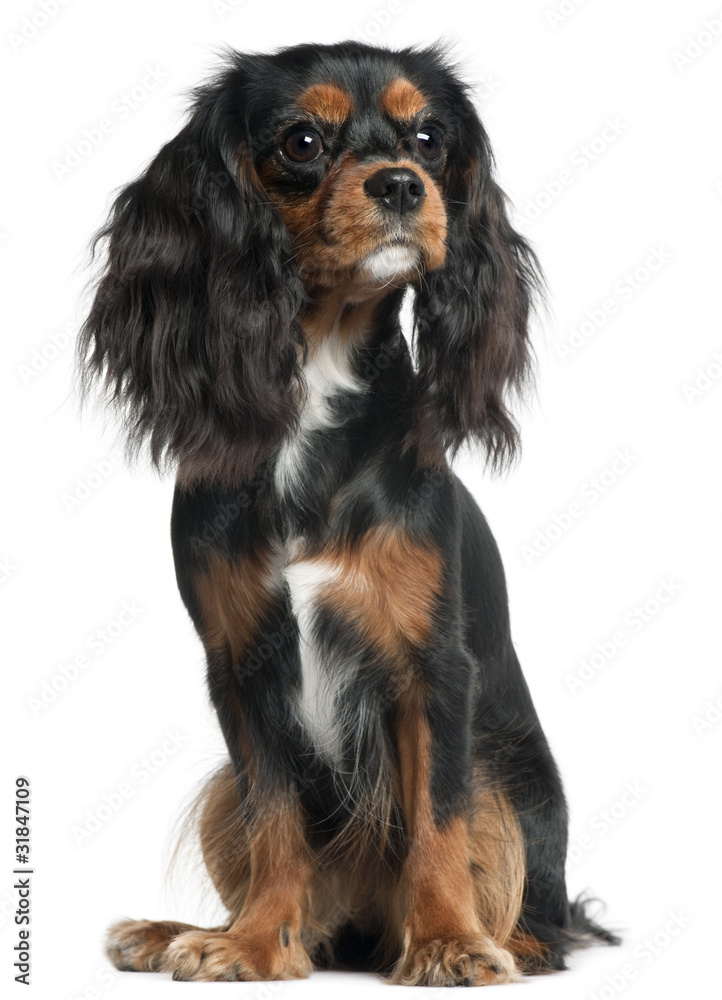 Cavalier King Charles Spaniel, 11 months old, Cavalier King Charles Spaniel, 11 months old,