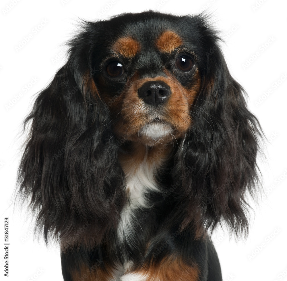 Close-up of Cavalier King Charles Spaniel, 11 months old, in fro