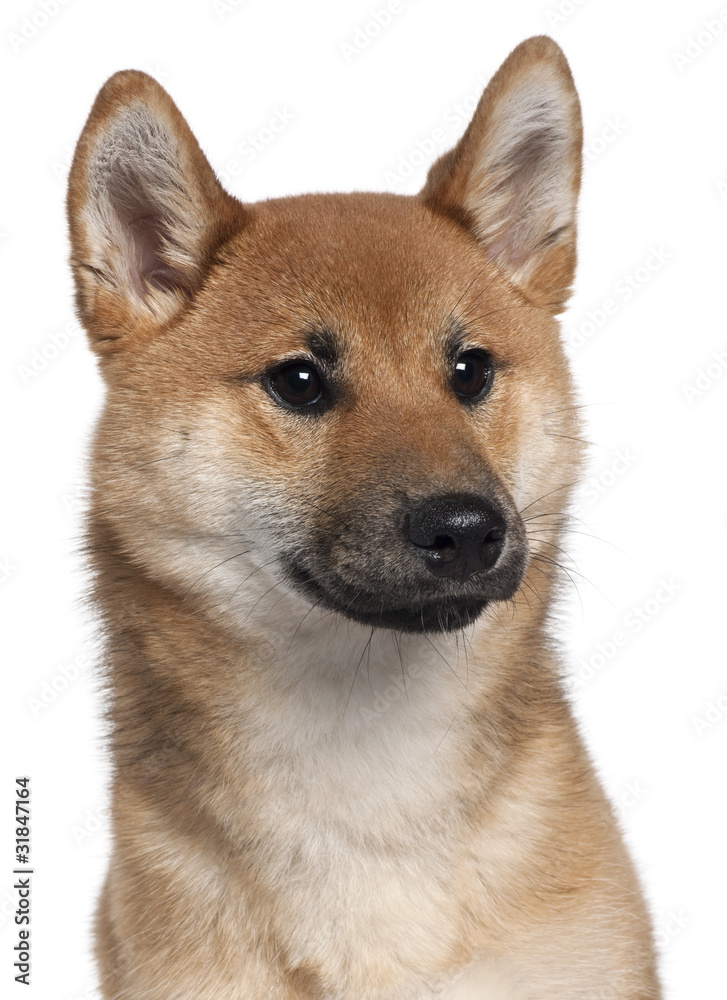 Close-up of Shiba Inu, 7 months old,