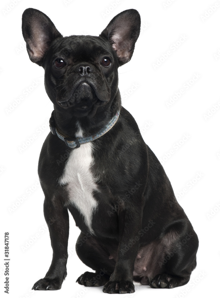 French bulldog, 9 months old,