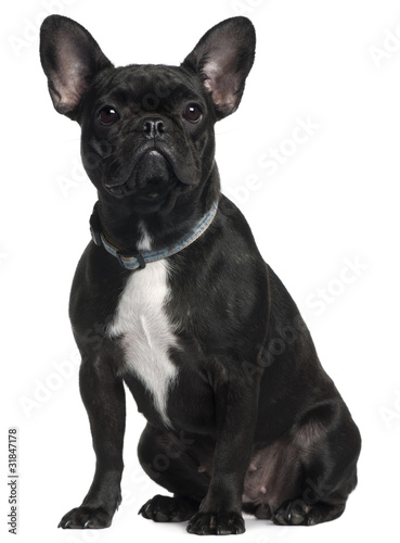 French bulldog, 9 months old,