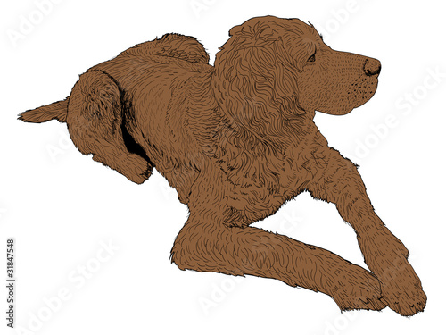 isolated bird dog - illustration photo