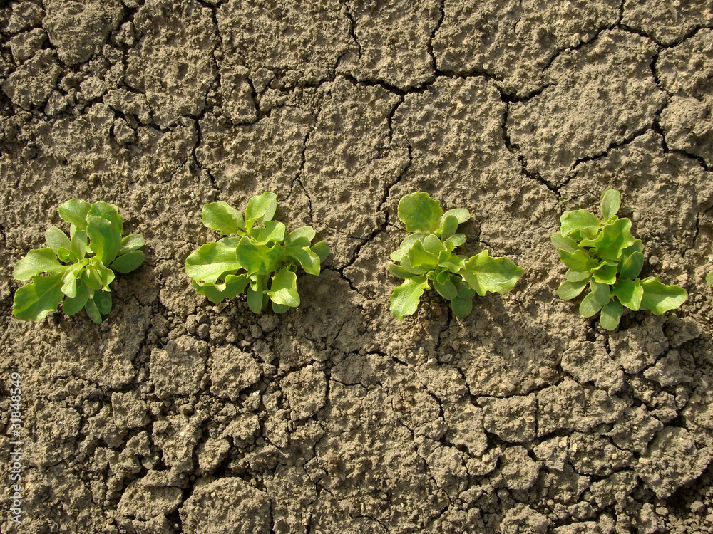 lettuce seedlings lettuce seedlings