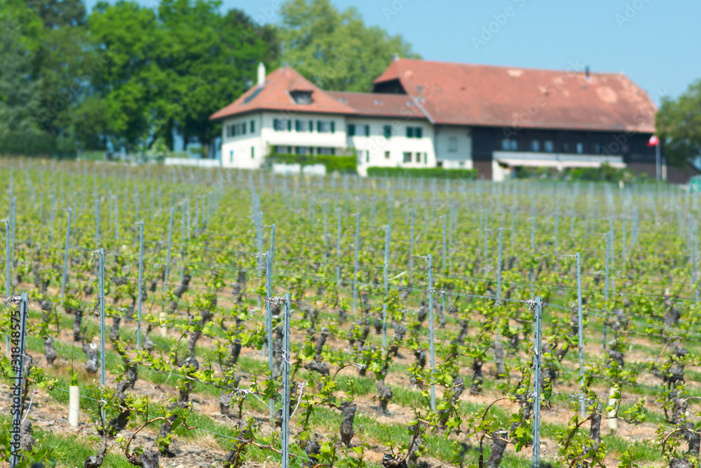 Swiss farms and wineyards, Geneva canton