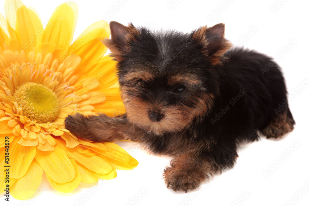 Fototapeta premium puppy about a yellow flower, isolated.