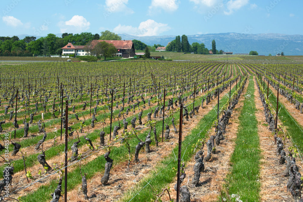 Swiss farms and wineyards, Geneva canton
