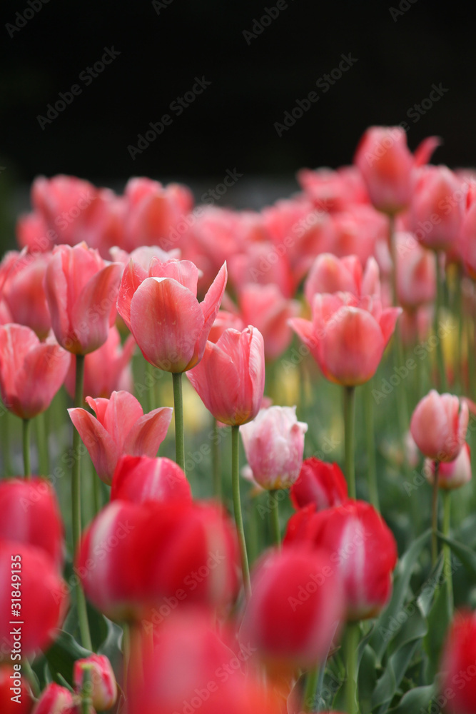 Fototapeta premium Tulipany