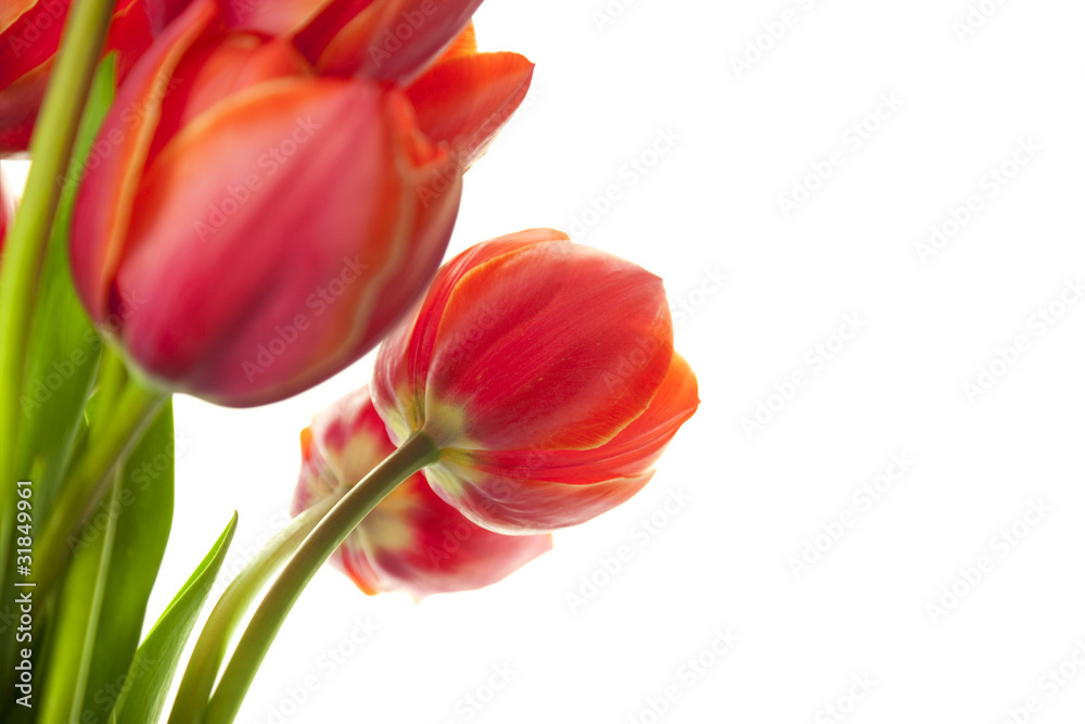 Fresh Beautiful Tulips / isolated on white / horizontal with cop