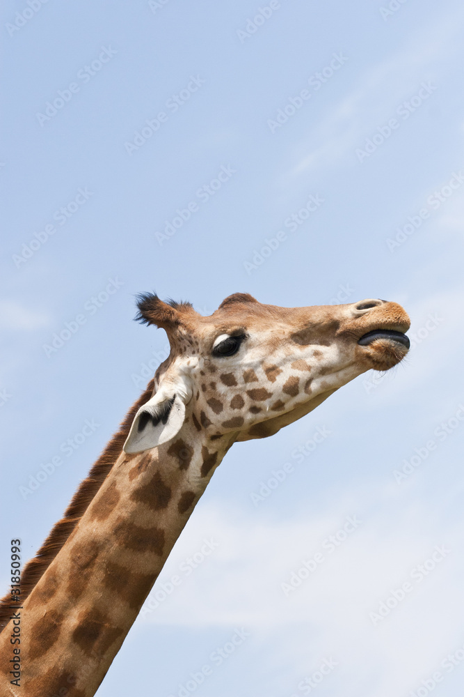 Fototapeta premium girafe