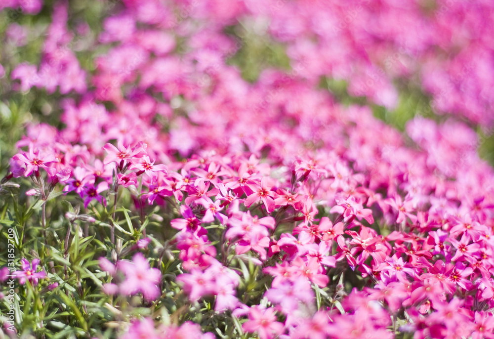 Phlox Subulata - Purple Beauty