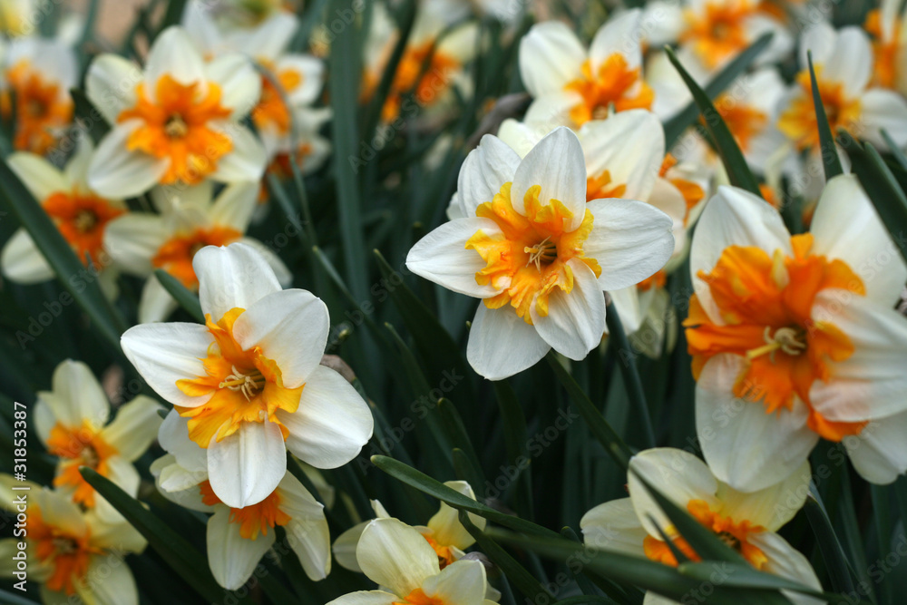 Fototapeta premium Large daffodils