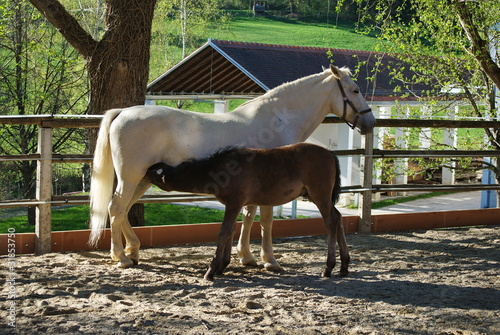 Lipizzaner horses photo