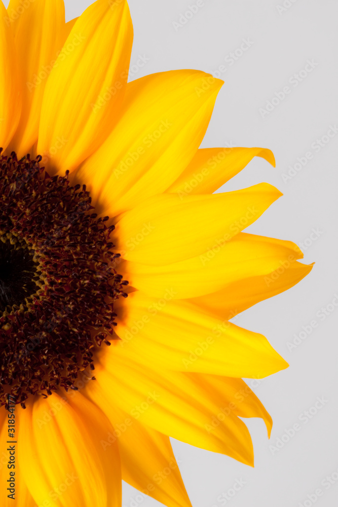 Obraz premium ひまわりsunflower