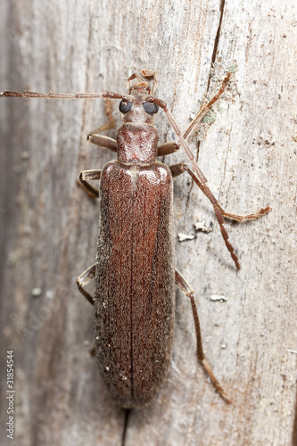 Calopus serraticornis sitting on wood, macro photo photo