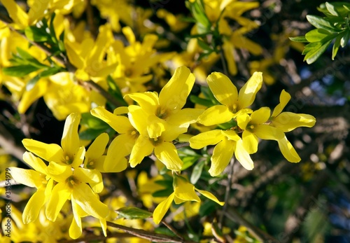 forsithia blooming