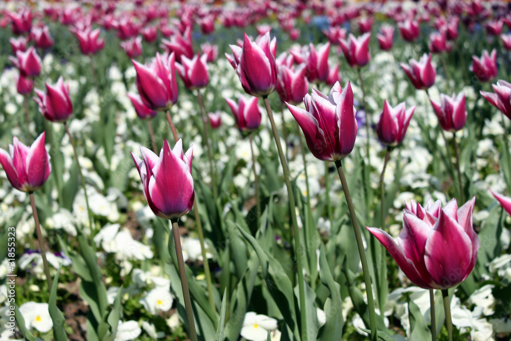 Fototapeta premium tulpen