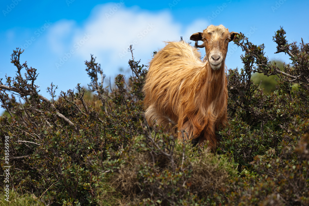 Obraz premium Wild brown goat