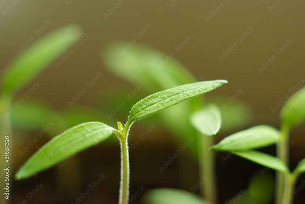 Sprouting tomato Sprouting tomato