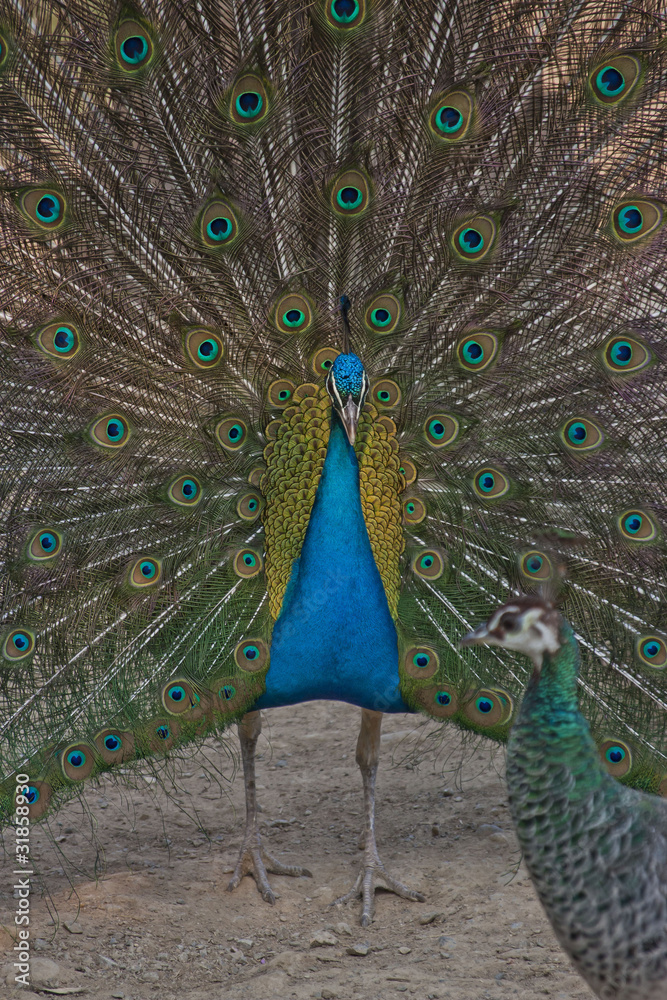 Naklejka premium Pavone