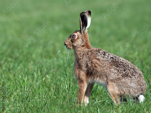 Squatting Hare