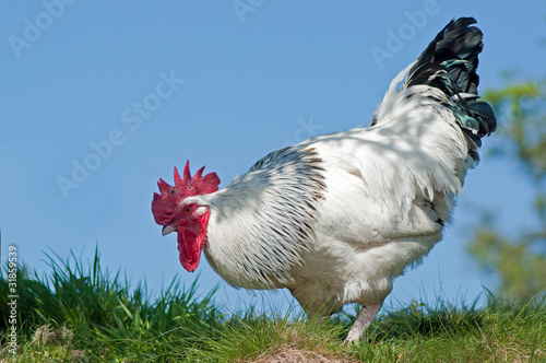 Light Sussex Cockerel