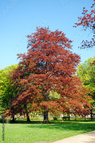 Prachtvolle Rotbuche im Stadtpark photo