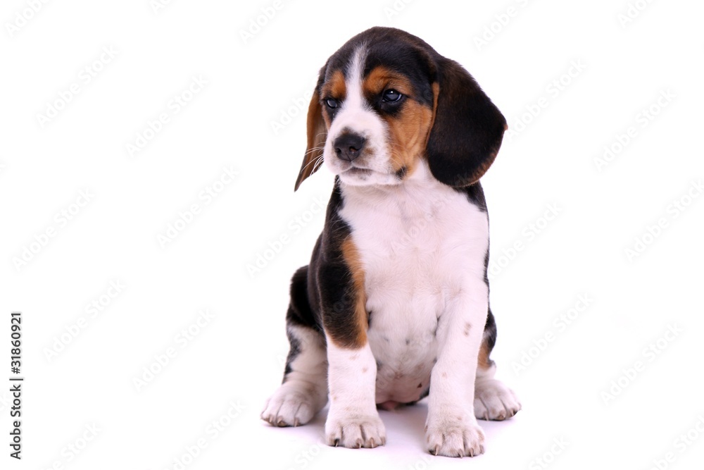 Beagle Welpe sitzend