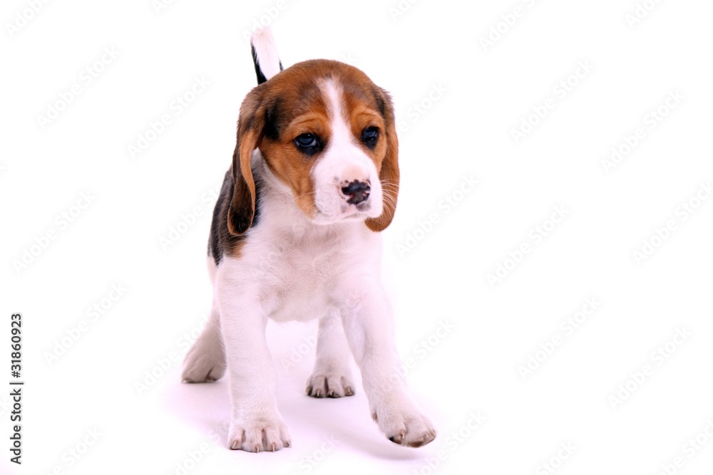 Beagle Welpe springend