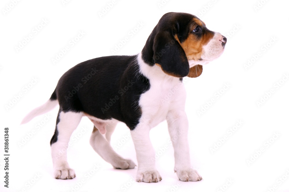stehender Beagle Welpe hoch schauend stehender Beagle Welpe hoch schauend