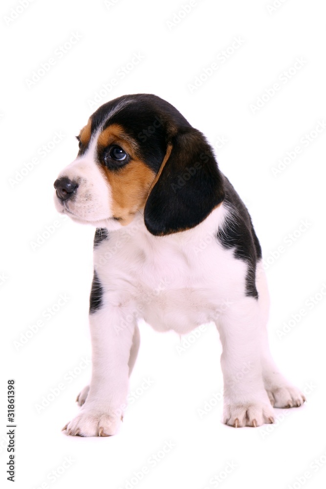 Beagle Welpe stehend