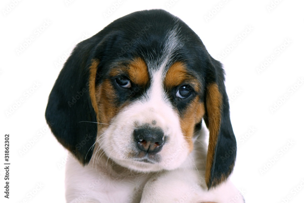 Beagle Welpe Portrait