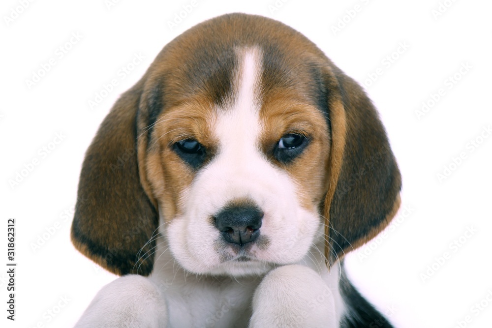Beagle Welpe Portrait