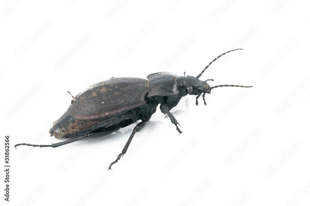 Fototapeta premium Beetle