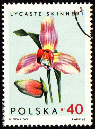 Fototapeta Naklejka Na Ścianę i Meble -  Orchid Lycaste Skinneri on post stamp