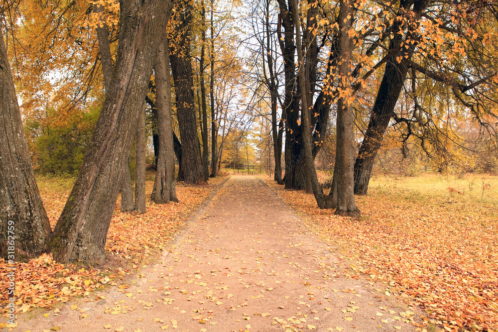 Fototapeta premium autumn park