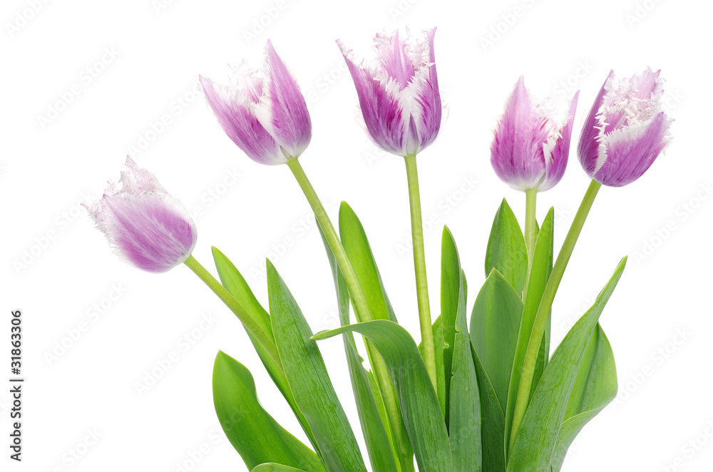 Naklejka premium pink tulips