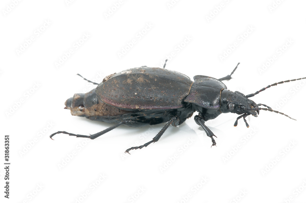 Beetle Beetle