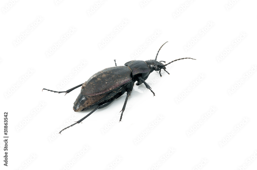 Beetle Beetle