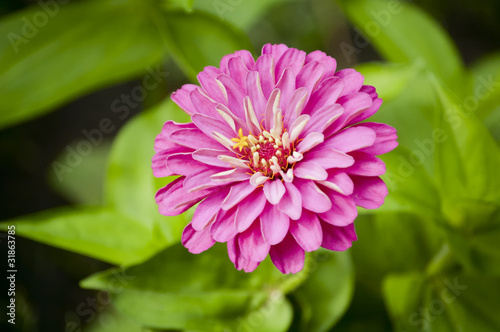 Chrysanthemum