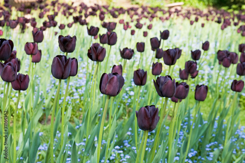 Bed of black (dark purple) tulips #31864552