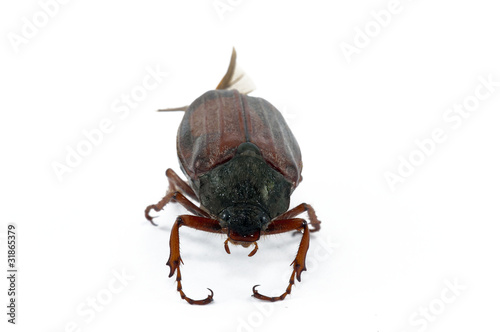 Beetle photo