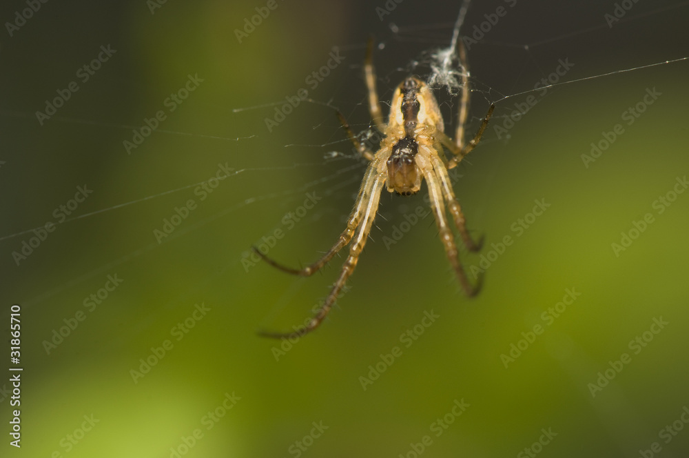 Metellina Metellina