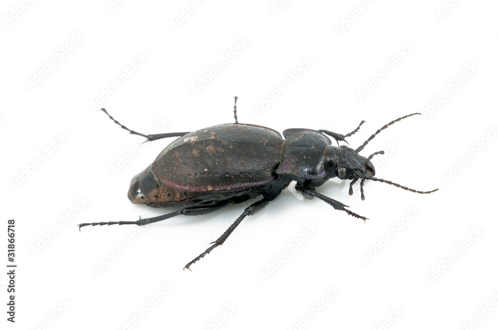 Beetle Beetle
