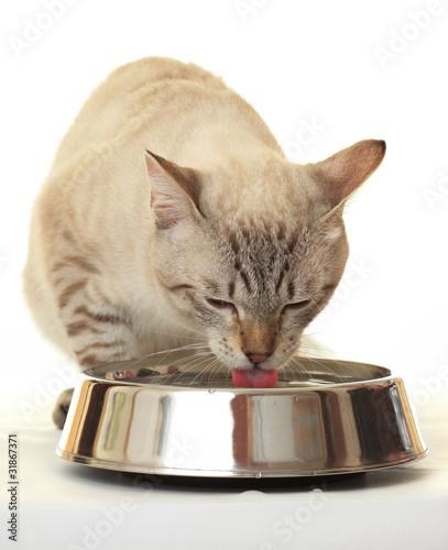 Cat drinking water.