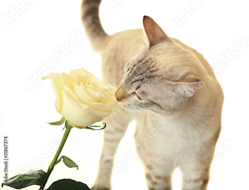 Cat sniffing rose.